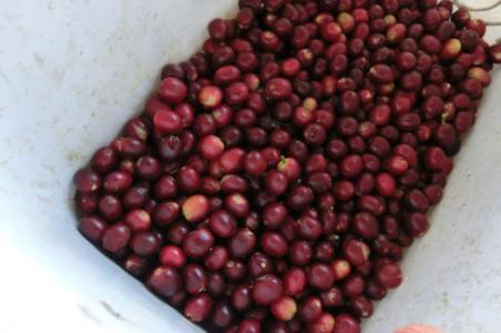巴拿馬火山產區伊列塔莊園咖啡豆介紹
