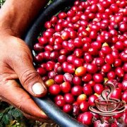 濃縮了整個非洲神韻的咖啡-盧旺達咖啡豆