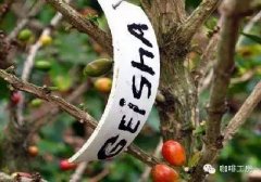 洪都拉斯咖啡莊園精品咖啡豆處理方式處理方法介紹
