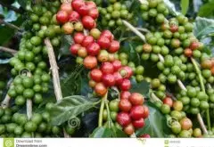 巴拿馬·翡翠莊園瑰夏咖啡豆 雨林聯盟認證 精品咖啡口感風味簡介