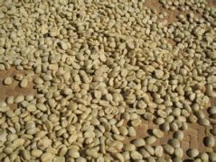 厄瓜多爾精品咖啡豆風味口感莊園產區特點哈森達咖啡園簡介