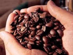 波多黎各咖啡莊園產區風味口感介紹聖佩德羅莊園簡介