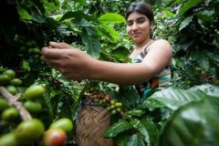 波多黎各聖佩德羅莊園咖啡風味描述品種產區特點簡介