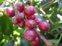 哥斯達黎加鑽石山莊園咖啡豆風味描述研磨刻度品種口感簡介