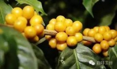 咖啡品種詳解：Yellow Bourbon黃波旁 巴西米納斯咖啡豆口感