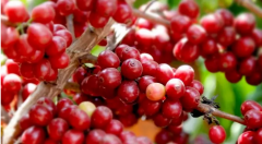 咖啡豆常識：咖啡的生長海拔與咖啡的風味關係