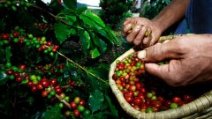 世界第三大咖啡出口地—印度尼西亞的咖啡發展歷史