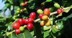 香氣豐富的巴拿馬咖啡莊園艾麗達莊園品種種植情況氣候海拔簡介