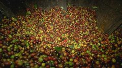 甜葡萄柚的尼加拉瓜咖啡馬塔加爾帕產區莊園風味口感香氣特徵描述