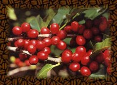 果香濃郁耶加雪菲科鍥爾莊園精品咖啡風味口感香氣描述特徵簡介