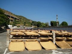 中美洲最貧窮的國家的尼加拉瓜利納莊園咖啡的種植情況氣候海拔簡