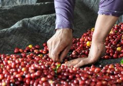 尼加拉瓜利納莊園精品咖啡豆起源歷史發展文化簡介