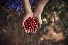 巧克力味道的尼加拉瓜天賜莊園咖啡品種種植市場價格簡介