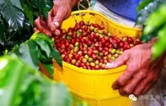 中國咖啡產地雲南精品咖啡豆種植情況市場價格簡介