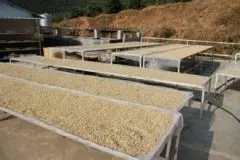 蘇門答臘島傳統溼刨法曼特寧咖啡品種種植市場價格簡介