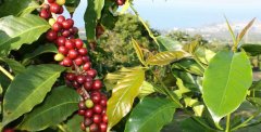 天堂的禮物——夏威夷的咖啡文化