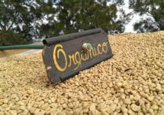 光澤鮮亮的肯尼亞精品咖啡豆種植情況地理位置氣候海拔簡介