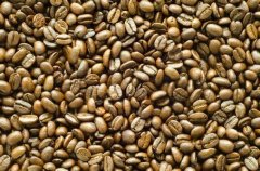 產量較高的雲南精品咖啡豆種植情況地理位置氣候海拔簡介
