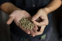 紅頂咖啡鐵皮卡精品咖啡豆研磨度烘焙程度處理方法簡介