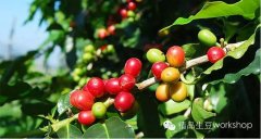 普洱市咖啡產業國際化水平提升