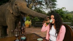 【貓屎勁敵】泰國象屎咖啡產量少 一公斤賣8000蚊
