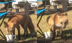 成精了？狐狸偷喝咖啡，擔心被發現竟灑尿補滿水位！