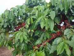 非常香濃的肯尼亞錦初谷精品咖啡豆風味口感香氣特徵描述簡介