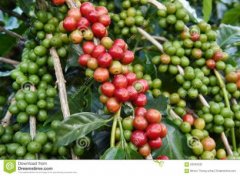 拿破崙臨終跪求的聖海倫娜咖啡品種種植市場價格簡介