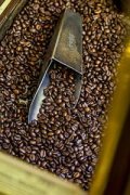 顆粒飽滿的哥斯達黎加精品咖啡豆品種種植市場價格簡介