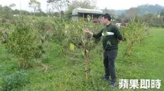 臺灣古坑咖啡豆減產　生豆漲逾2成