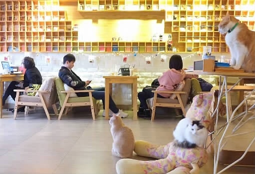 長沙咖啡館業態升級:＂貓咖＂已有約10家 價格高出三成