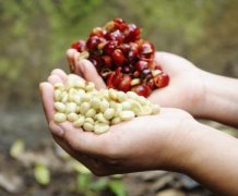 圓潤平衡的洛斯剛果莊園精品咖啡豆品種種植市場價格簡介