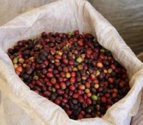 餘味纏繞的聖多明各精品咖啡豆品種種植市場價格簡介