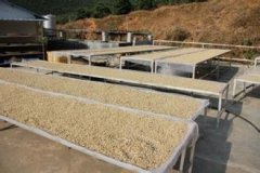 高酸度的安哥拉精品咖啡豆品種種植市場價格簡介