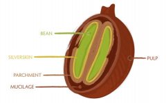 口感清香的烏干達精品咖啡豆品種種植市場價格簡介