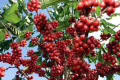 口感醇厚的多米尼加精品咖啡豆品種種植市場價格簡介