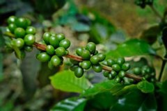 綠茶甘香的肯尼亞錦初谷精品咖啡豆研磨度烘焙程度處理方法簡介