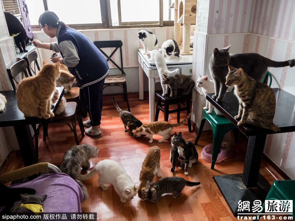 一家咖啡館裏有60只貓是什麼體驗？