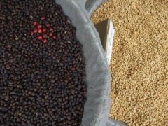 質地優良的梅賽德斯莊園精品咖啡豆起源發展歷史文化簡介