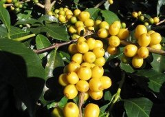 風格明亮的哥斯達黎加鑽石山莊園精品咖啡豆起源發展歷史文化簡介