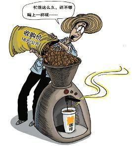 雲南咖啡產量佔全國99%：1公斤咖啡豆難換1杯咖啡
