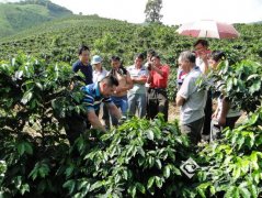 【中聯部宣介雲南】德宏後谷咖啡產業扶貧讓企業和農戶雙贏