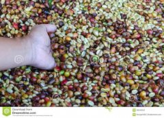 肯尼亞水洗AA級克林亞加產區卡巴雷孔魚處理廠精品咖啡豆種植情況