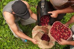 哥斯達黎加日曬坦克莊園微拉沙奇精品咖啡豆風味口感香氣特徵描述