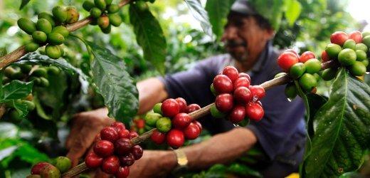 阿拉比卡咖啡是什麼？阿拉比卡咖啡種的演變與改良