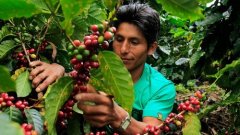 印尼PWN 黃金曼特寧G1水洗精品咖啡豆品種種植市場價格簡介