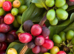 巴拿馬火石莊園蜜處理卡杜艾SHB精品咖啡豆起源發展歷史文化簡介