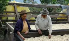 巴拿馬火石莊園蜜處理卡杜艾SHB精品咖啡豆品種種植市場價格簡介