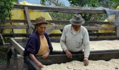 巴拿馬火石莊園蜜處理卡杜艾SHB精品咖啡豆研磨度烘焙程度處理方