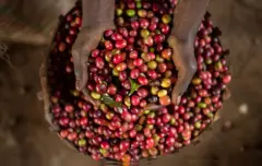 埃塞日曬耶加雪菲G1潔蒂普沃卡精品咖啡豆品種種植市場價格簡介